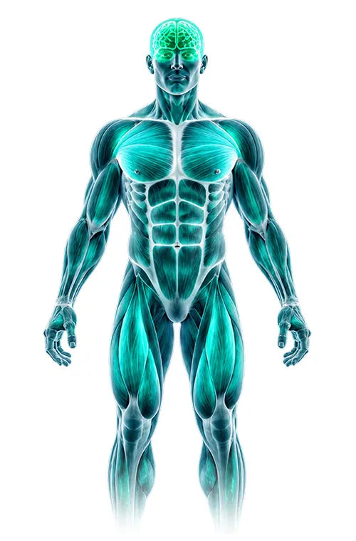 Anatomical figure showing muscles