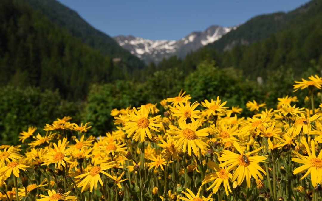 Arnica Flower vs. Painkillers: What Big Pharma Won’t Tell You