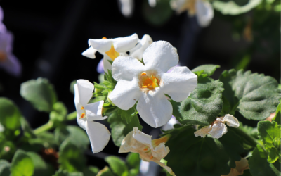 Bacopa Monnieri Benefits: Mind Booster or Ancient Myth?